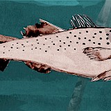 Corinna Chaumeny, Dorsch ohne Kinnbartel, 45 x 17 cm, Kunstdruck llimitiert 4/20, 110 €