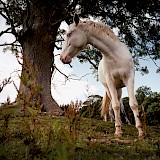 aus der Serie: Irland - Reisen an eine sagenhafte Küste / © Heike Ollertz